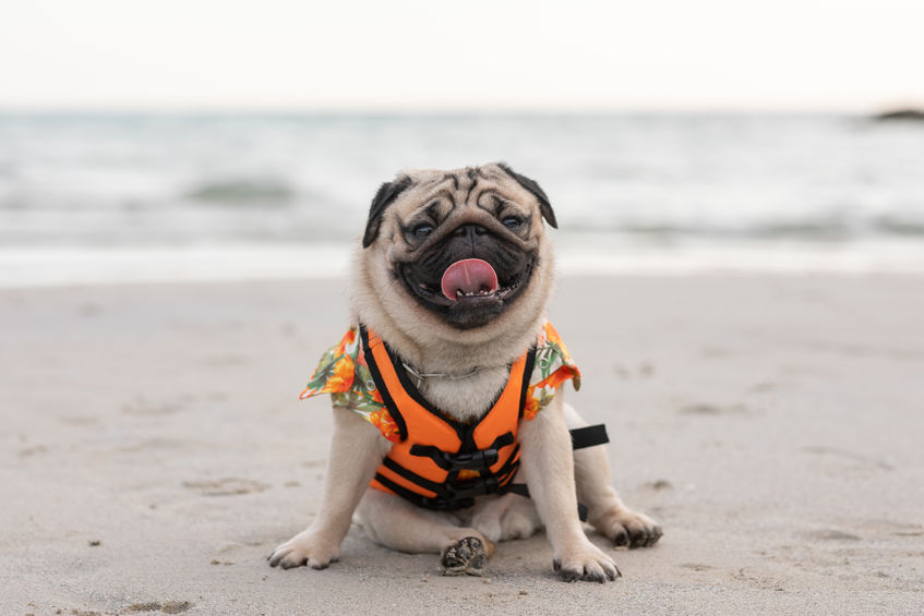 The Top 3 Tips for Taking Your Dog Boating